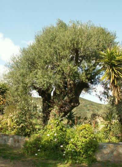 Agriturismo Camboni Villa Annunziata  Kültér fotó